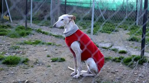 Porzucane charty w Hiszpanii: dramat tysięcy psów