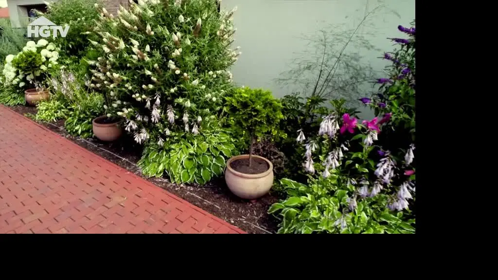 20240701_HGTV_NMWO_Budleje