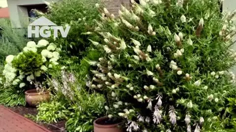 20240701_HGTV_NMWO_Budleje