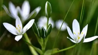 Śniedek – gatunki i odmiany, które warto znać. Jak uprawiać i pielęgnować?