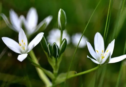 Śniedek – gatunki i odmiany, które warto znać. Jak uprawiać i pielęgnować?