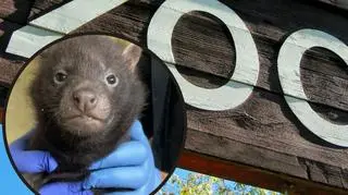 W łódzkim ZOO przyszły na świat psy leśne.