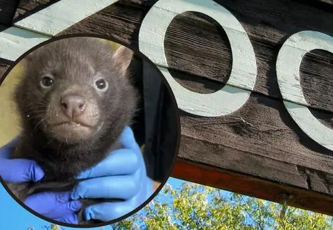 W łódzkim ZOO przyszły na świat psy leśne.