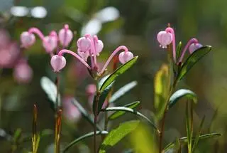 Modrzewnica pospolita