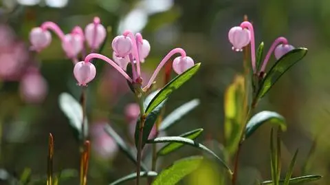 Modrzewnica pospolita