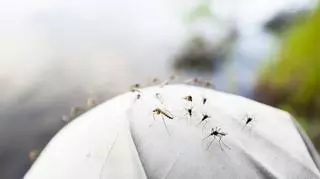 Komary siedzące na materiale