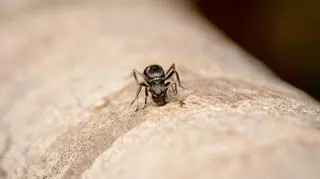 Mrówki mogą pomóc w wykrywaniu nowotworów. "One po prostu chcą jeść cukier"