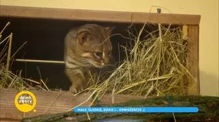 Najbardziej drapieżne koty świata we wrocławskim zoo. "Muszą nadrabiać swoje małe rozmiary odwagą i sprytem" 