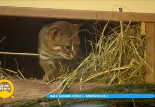 Najbardziej drapieżne koty świata we wrocławskim zoo. "Muszą nadrabiać swoje małe rozmiary odwagą i sprytem" 