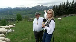 Owca na wypasie 