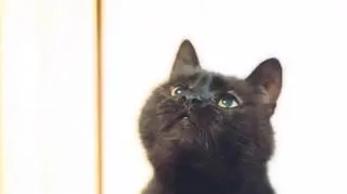 Dionizy złotopolski (Dyzio)