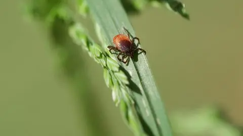 Gdzie jest najwięcej kleszczy zakażonych boreliozą? 