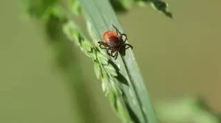 Gdzie jest najwięcej kleszczy zakażonych boreliozą?  