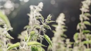 Gnojówka z pokrzyw - przepis na naturalny nawóz