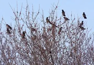 Zakochane wrony na Dworcu Centralnym