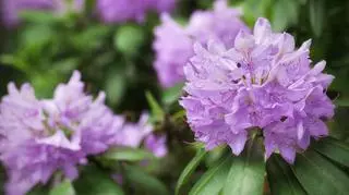 Choroby rododendronów – rozpoznawanie, leczenie, zapobieganie