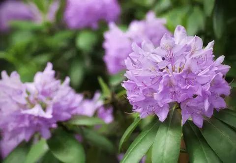 Choroby rododendronów – rozpoznawanie, leczenie, zapobieganie