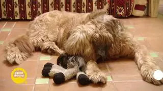 Magda Gessler i jej ukochany pies