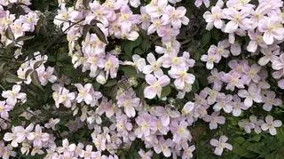 Powojnik pnący w ogrodzie – sekrety uprawy i pielęgnacji