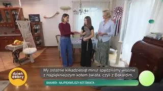 Bakardi - najpiękniejszy kot świata (napisy)