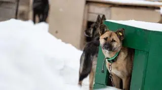 Zamarźnięty szczeniak znaleziony w budzie. 