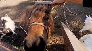 Niezwykła akcja w ZOO: czochranie zamiast dokarmiania. "Zwierzaki podchodzą z własnej woli"