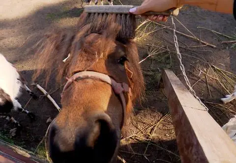 Niezwykła akcja w ZOO: czochranie zamiast dokarmiania