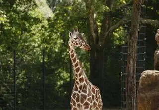 Pietruszka ma roczek. Żyrafa z warszawskiego zoo świętowała urodziny: "Pozuje uroczo, urodzona influ"