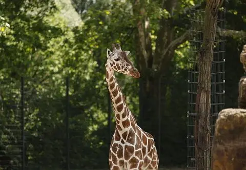 Pietruszka ma roczek. Żyrafa z warszawskiego zoo świętowała urodziny: "Pozuje uroczo, urodzona influ"