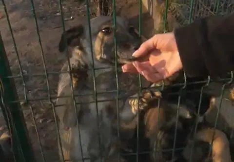 Te zwierzęta potrzebują twojej pomocy. "Ani pies, ani kot nie może być prezentem"