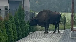 Żubr uciekł z hodowli