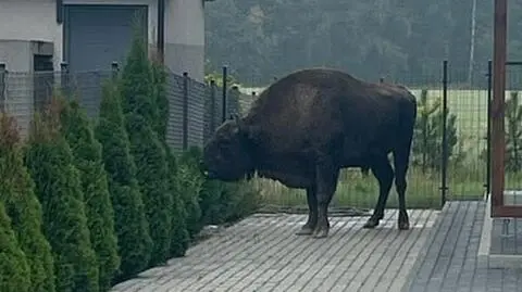 Żubr uciekł z hodowli