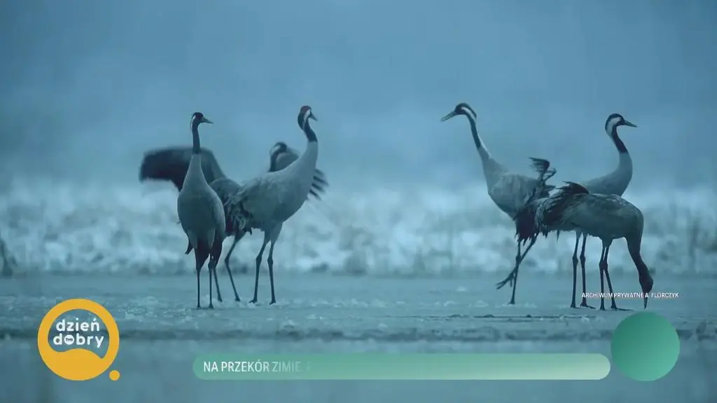 Klatka kluczowa-145086