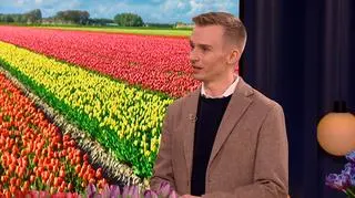 Cebulka tulipana cenniejsza od sztabki złota