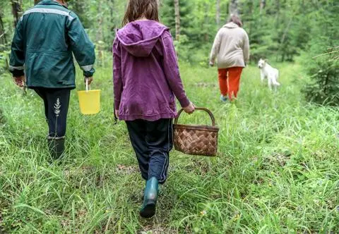 Grzybowe mistrzostwa - ile zebrali królowie koszyków? "Żyła złota"