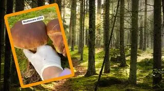 Grzybiarze ruszyli już do lasu? 