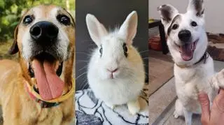 Pieski i króliki szukają domów. Czkawka, Łatka, Mambo i wiele innych czeka na Ciebie!