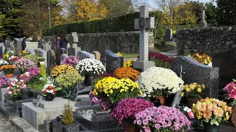 Rośliny na cmentarz odporne na mróz. Jakie kwiaty sadzić jesienią i zimą?
