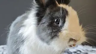 Królik Czkawka do adopcji