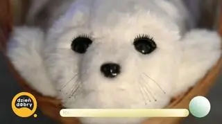 Foka z AI wsparciem w terapii (napisy)