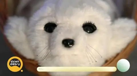 DD_20250407_Foka_rep_REP_napisy