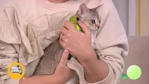 DD_20250217_Koteczki_REP