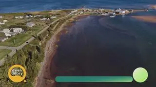 Światowa stolica homara - napisy