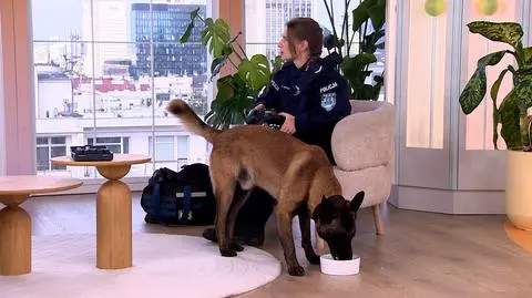 Jak wygląda praca psiego policjanta?