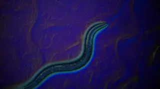 Ten robaczek umiałby prowadzić auto. "Malutka istota może mieć wielki wpływ na świat"