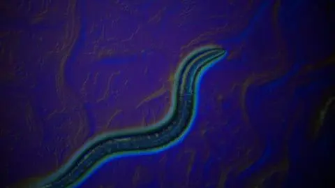 Robaczek, który umiałby prowadzić samochód