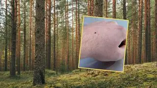 Kleszcze znów grasują w lasach. "Pasażer na gapę"