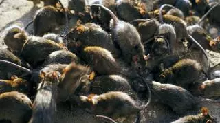 Mieszkańcy kilku gmin walczą z plagą szczurów. "Ciarki mi po plecach przechodzą do obecnej chwili"