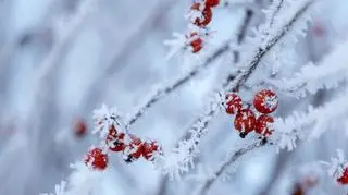 Do kiedy potrzyma mróz? Padła konkretna data