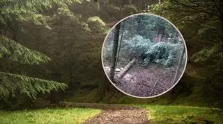 Zastali w lesie wstrząsający widok. "Sprawa jest bulwersująca"